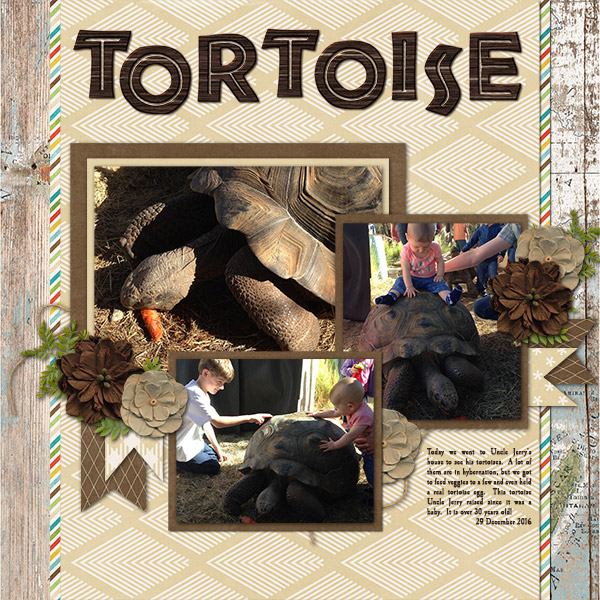 Tortoise