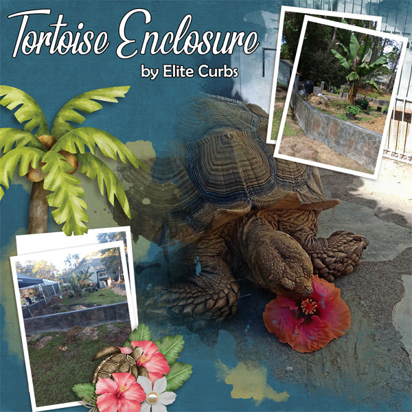 Tortoise_Enclosure