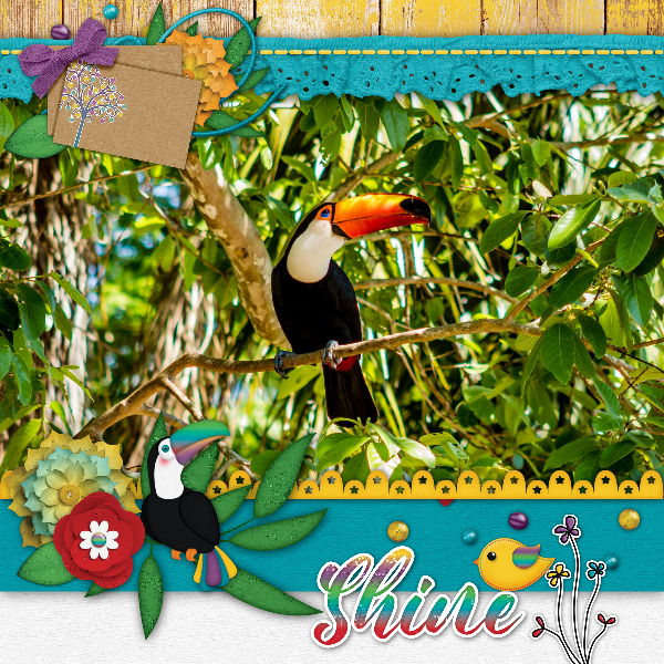 Toucan