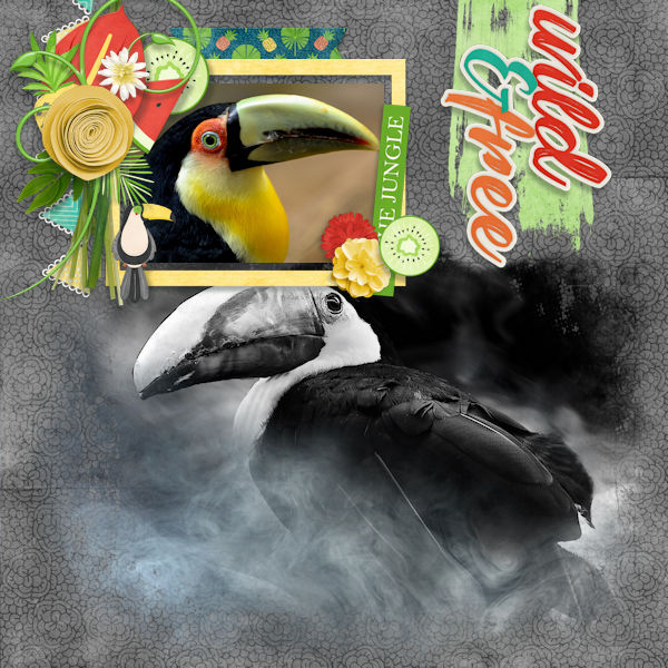 Toucan