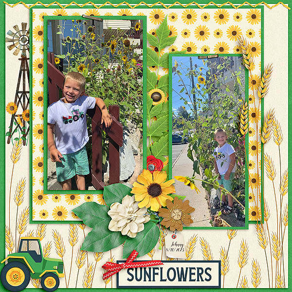 Tractors and Sunflowers