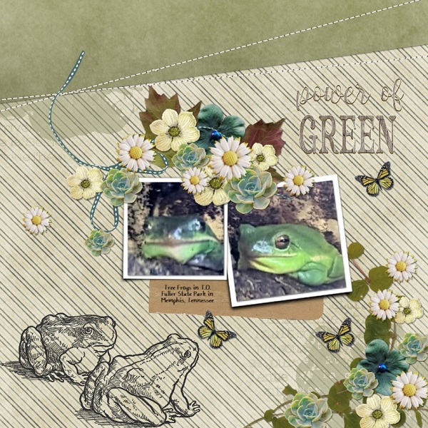 Tree Frogs