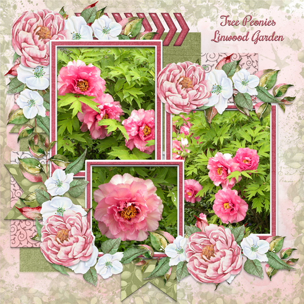 Tree Peonies Linwood Gardens