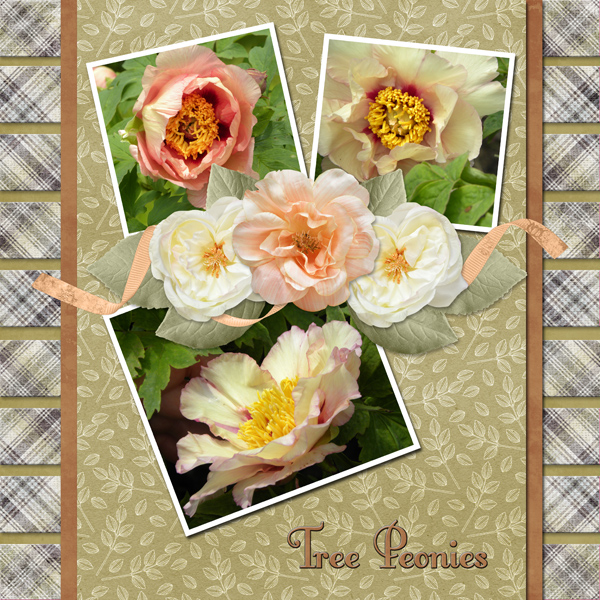 Tree Peonies