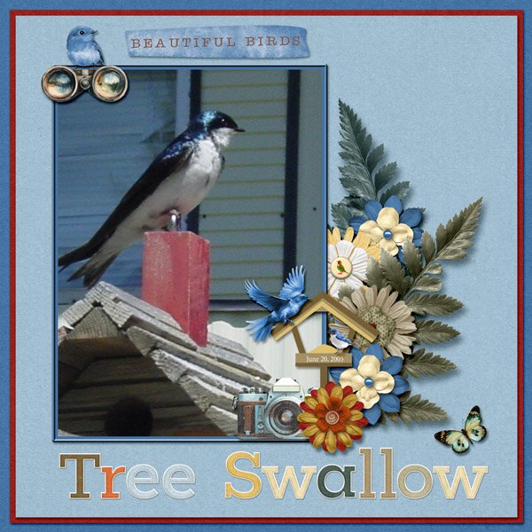 Tree Swallow small.jpg