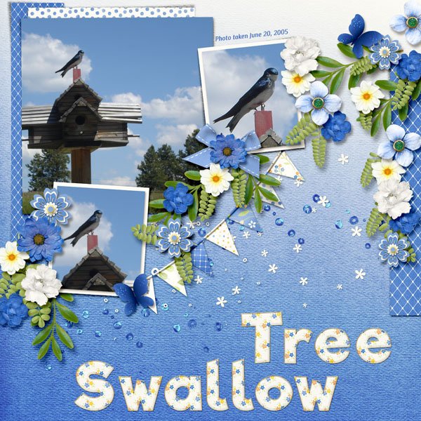 Tree Swallow small.jpg