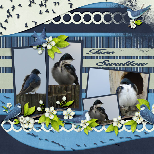 tree_swallow_small1
