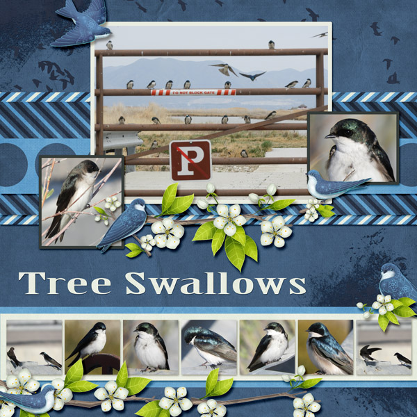 Tree_Swallows_small