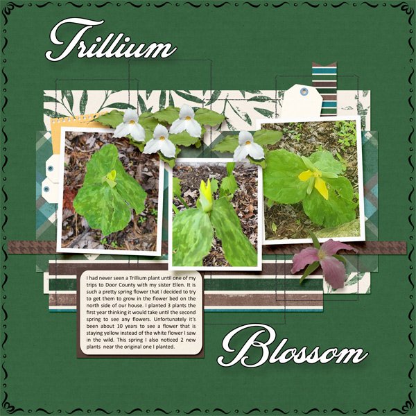 Trillium.jpg