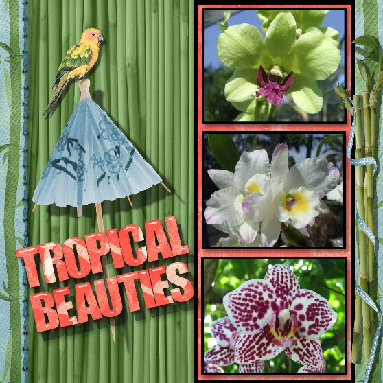 Tropical Beauties