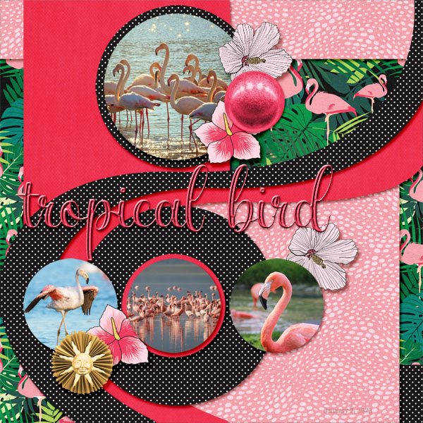 Tropical Bird