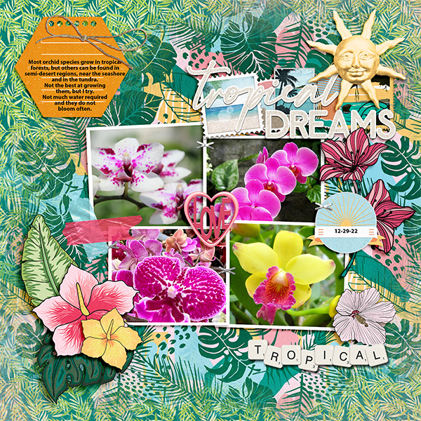 Tropical Dreams- Orchids