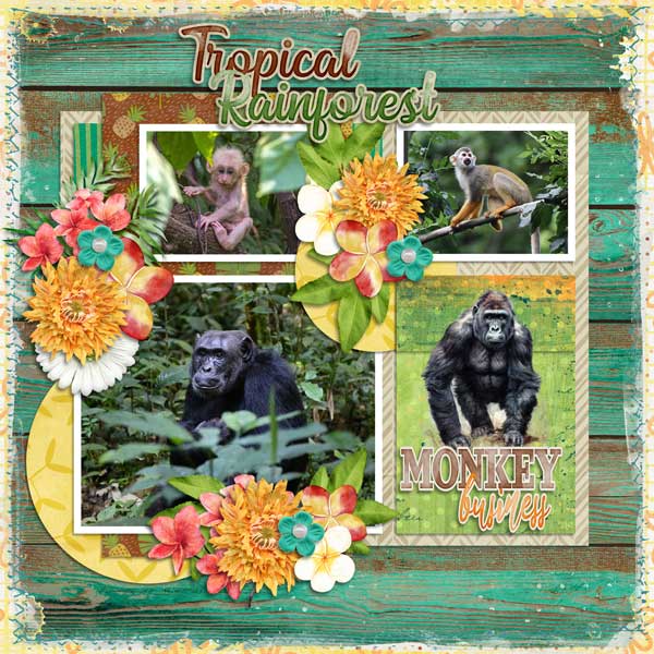 tropical-rainforest-aimee-h