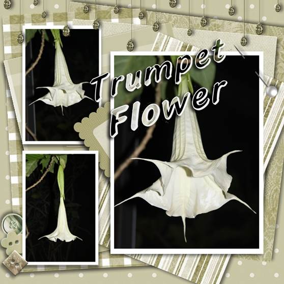 Trumpet Flower