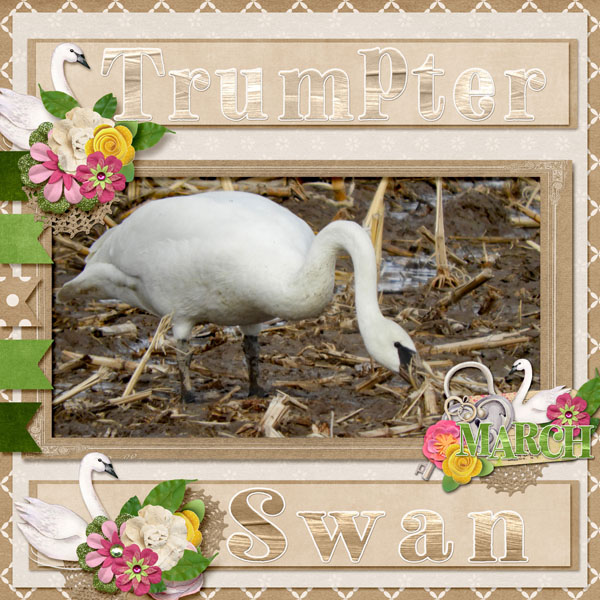 Trumpter_Swan_small