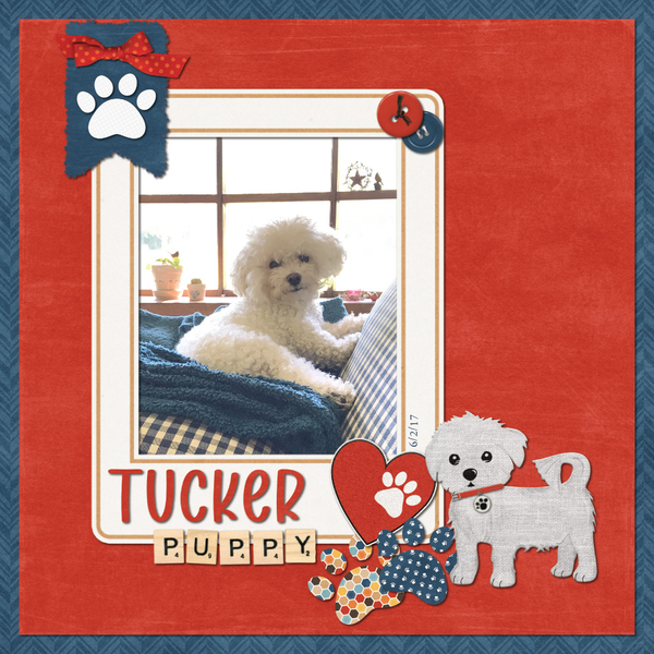 Tucker Puppy 6-2-17