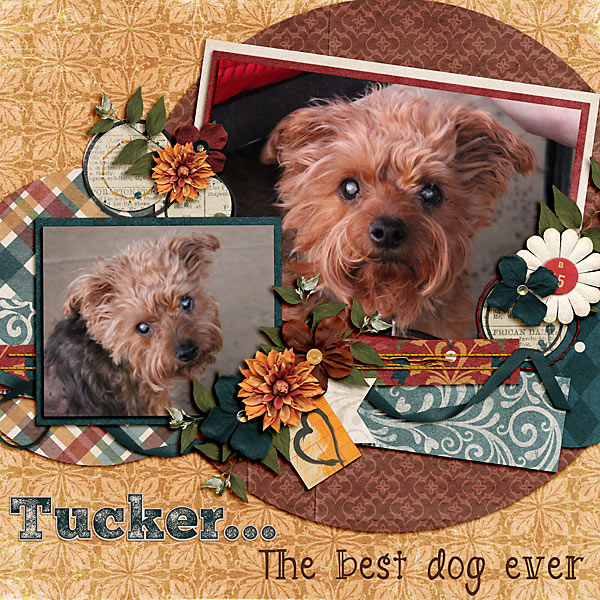 Tucker...The best dog ever