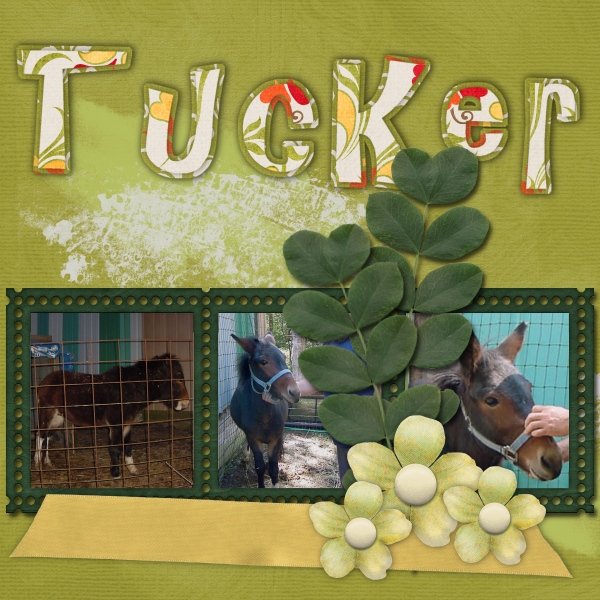 Tucker the Mule