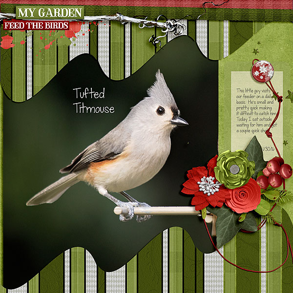 Tufted Titmouse