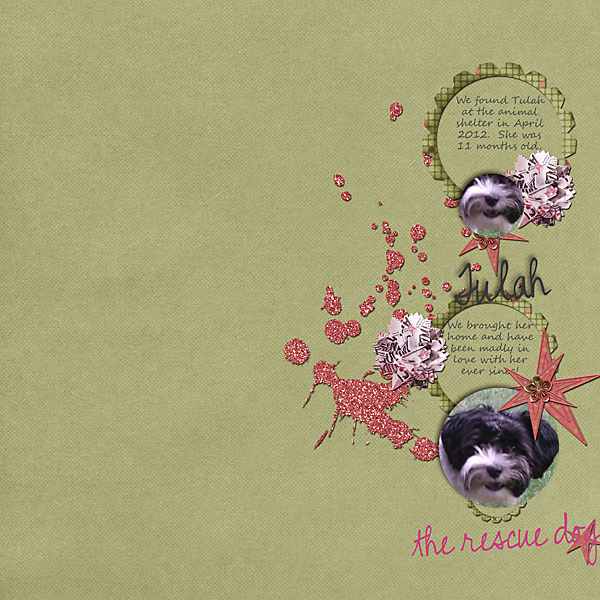 Tulah the rescue dog