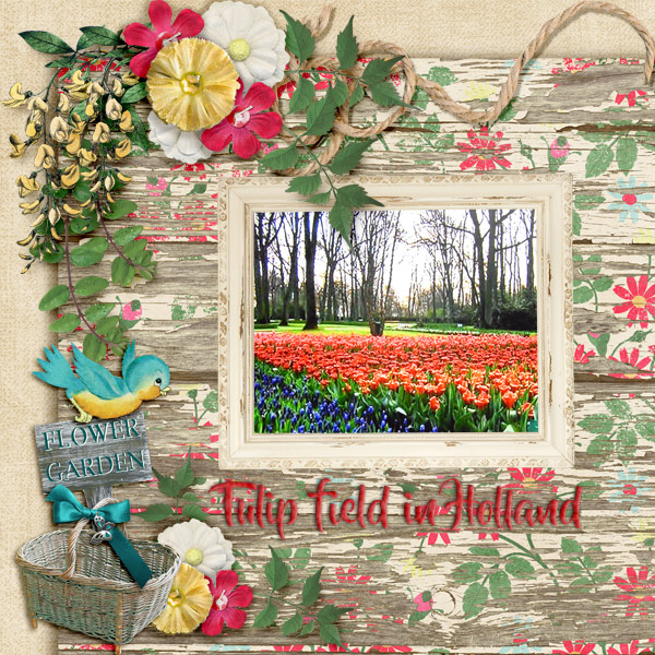 Tulip-field