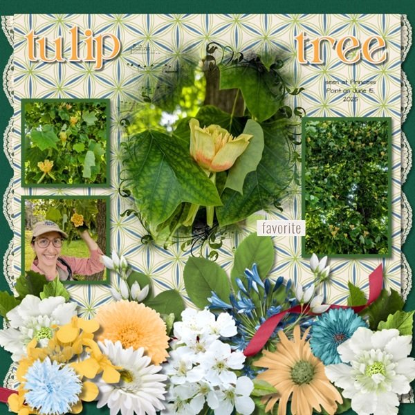 Tulip Tree