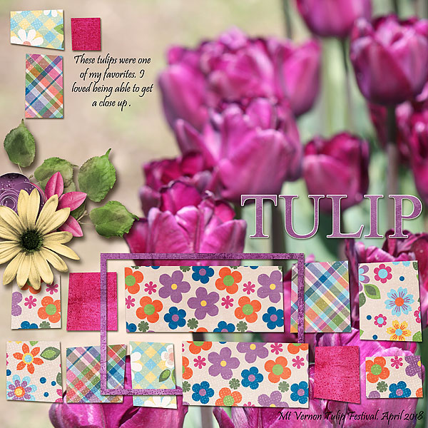 Tulip