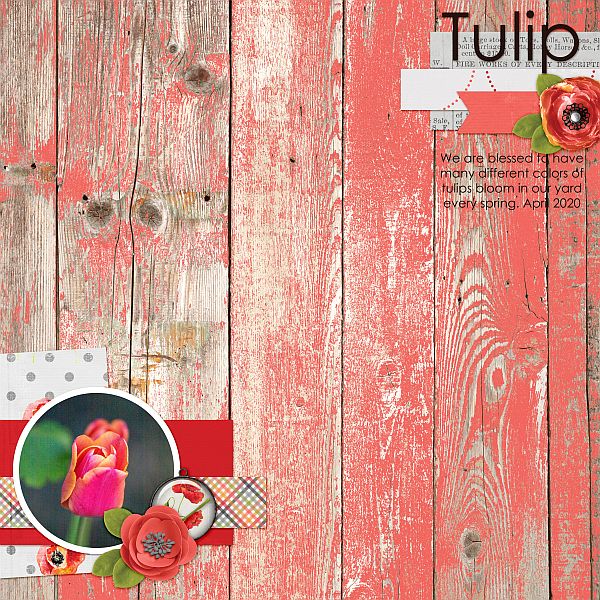 Tulip