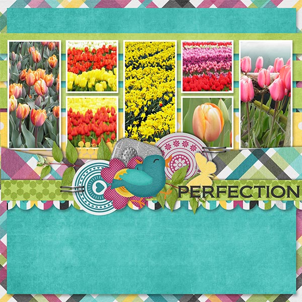 Tulip_fields
