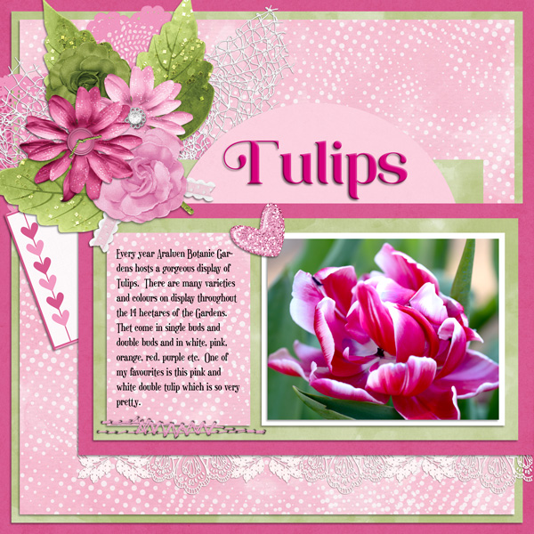 Tulips at Araluen