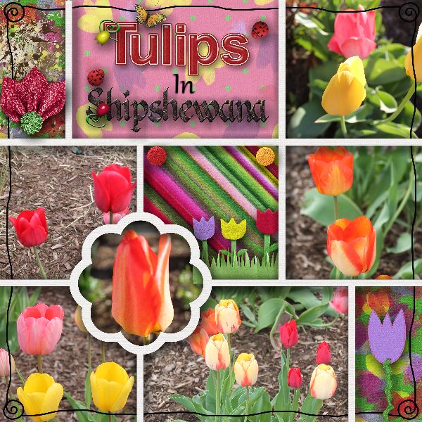 Tulips in Shipshewana