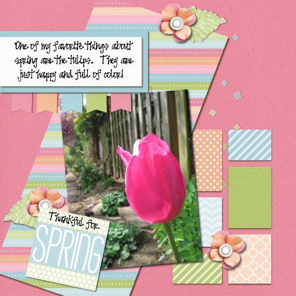 Tulips in Spring