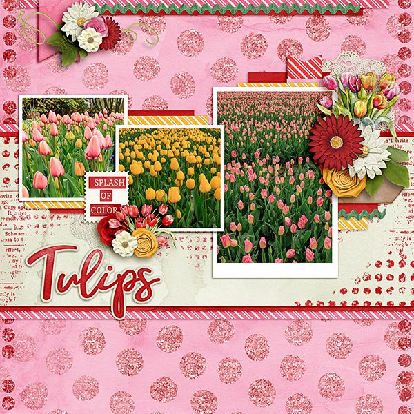 Tulips.jpg