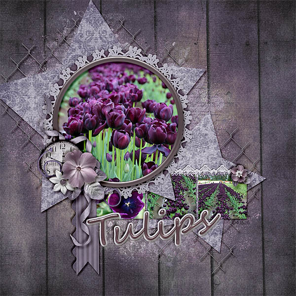 Tulips