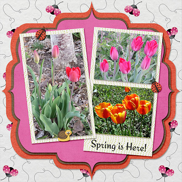 Tulips