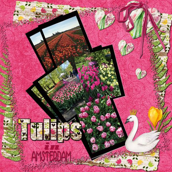 Tulips