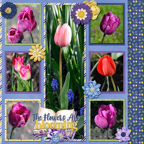Tulips