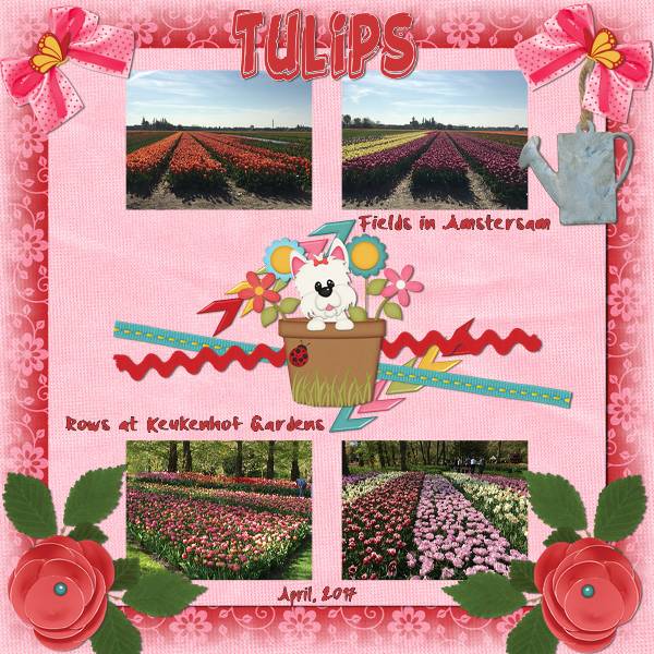Tulips
