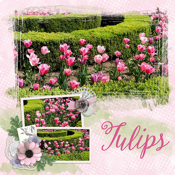 tulips