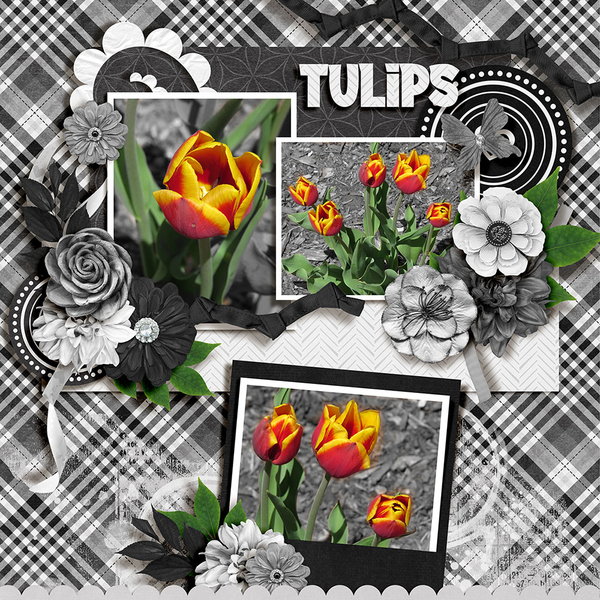 Tulips