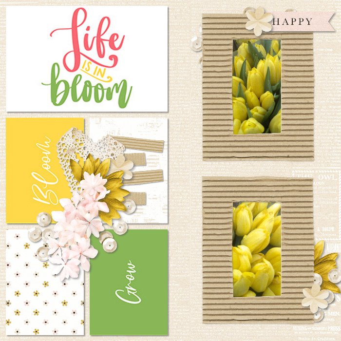 tulips