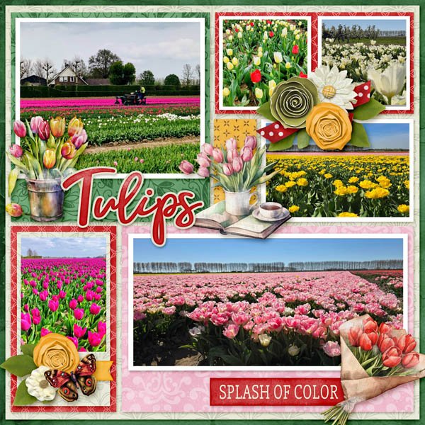 Tulips