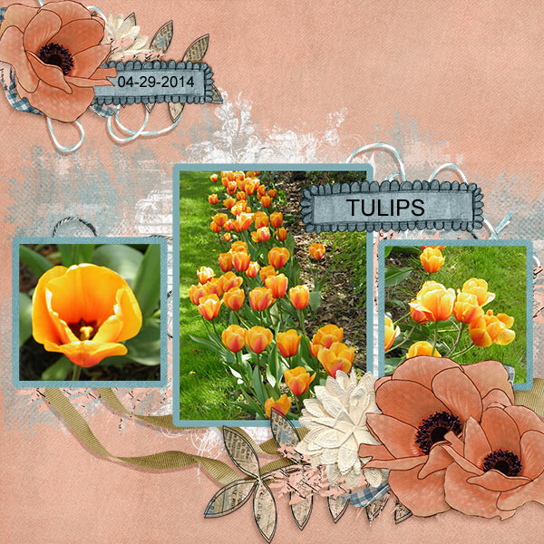Tulips21