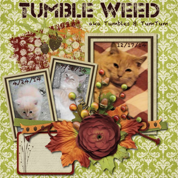 Tumble Weed