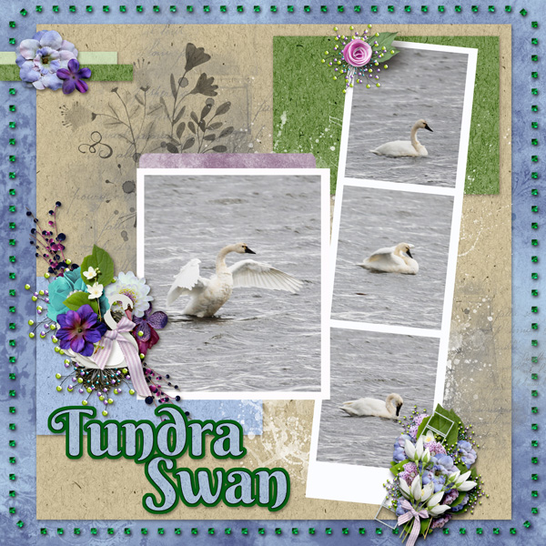 Tundra Swan