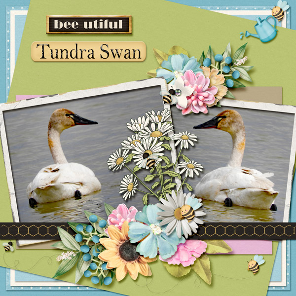 Tundra_Swan_small