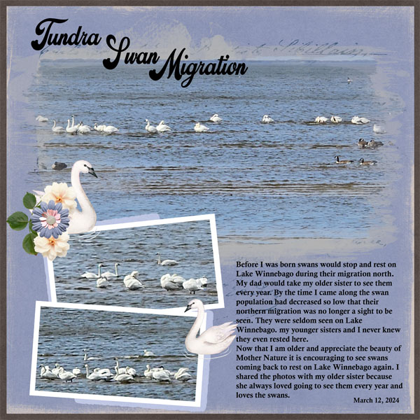 Tundra_Swans