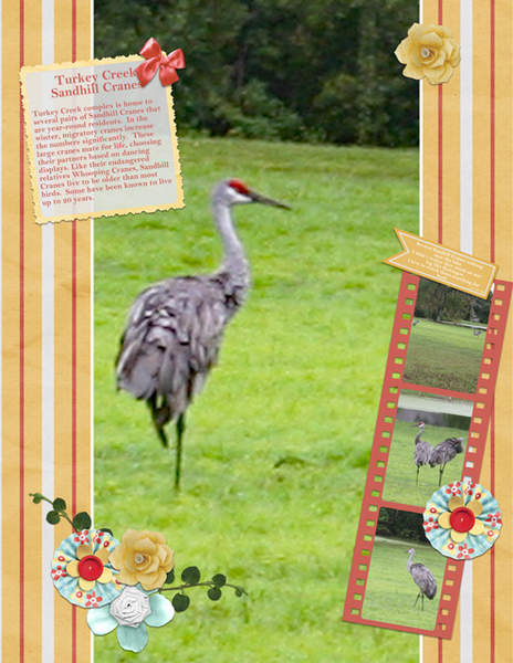 Turkey Creek Sandhill Cranes