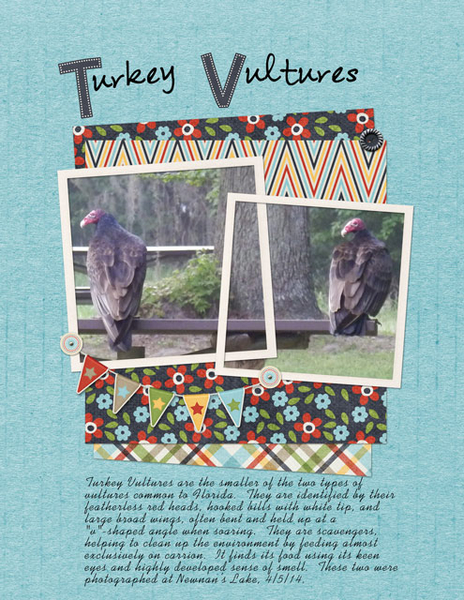 Turkey Vultures