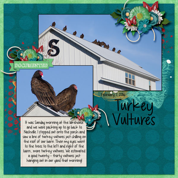 Turkey Vultures